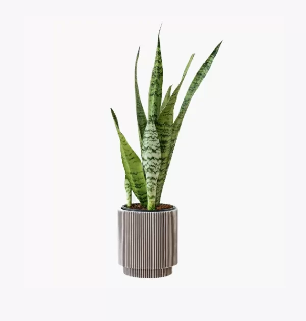 product-image-6_optimized Praesent Semper